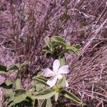 Hibiscus flavifolius 叶