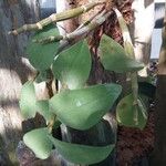 Dendrobium thyrsiflorum Hoja