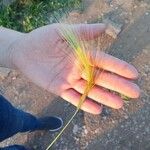 Hordeum jubatum Leaf