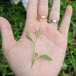 Cyanthillium cinereum Corteza