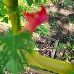 Ipomoea × multifida Flor