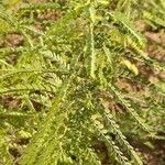 Parkinsonia aculeata Blatt