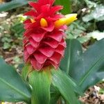 Costus barbatus Flower