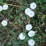 Convolvulus arvensisKvet