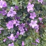 Campanula portenschlagianaΛουλούδι