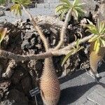 Pachypodium lamereiFolla