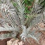 Encephalartos horridus Folha