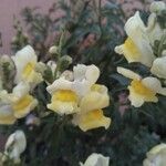 Antirrhinum latifolium Bloem