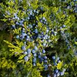 Juniperus virginiana Fruit