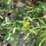 Cleome droserifolia Leaf