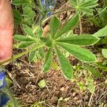 Lupinus micranthus Leaf