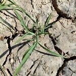 Echinochloa colonum Blatt