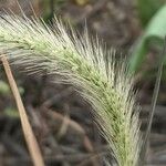 Setaria viridis Gyümölcs