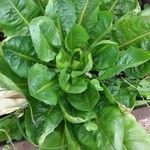 Lactuca sativa Leaf
