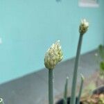 Allium cepa Žiedas