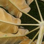 Schefflera morototoni Folla