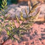 Catapodium rigidum Hoja