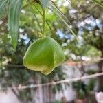 Cascabela thevetia Fruit