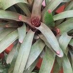 Neoregelia spectabilis Leaf