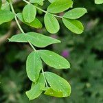 Caragana arborescens Lapas