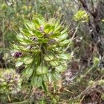 Iberis umbellata Fruit