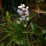 Cynorkis ridleyi Flower