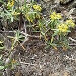 Euphorbia dendroides ᱮᱴᱟᱜ