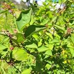 Amelanchier alnifolia पत्ता