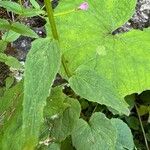 Phyteuma spicatum Leaf