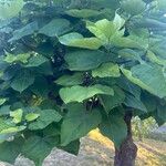 Catalpa ovata ഇല