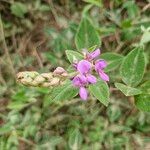 Desmodium intortum Õis