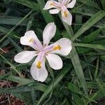 Dietes iridioides Flor