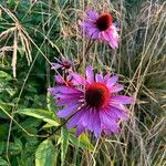 Echinacea purpureaKvět