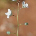 Omphalodes linifolia Other