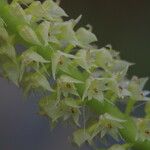 Polystachya polychaete Flower