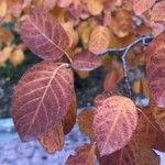 Cotinus coggygria পাতা