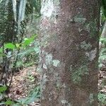 Elvasia elvasioides Bark
