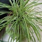 Carex ornithopoda Φύλλο