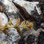 Asplenium ruta-muraria Blad