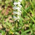 Spiranthes lacera Bloem