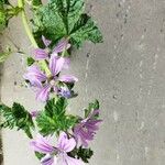 Malva setigeraFlower