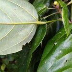 Dendropanax arboreus Otro