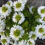 Scaevola plumieri Flower