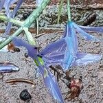 Camassia leichtlinii Blomst