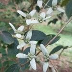 Congea tomentosa പുഷ്പം