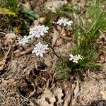 Iberis pinnata Alkat (teljes növény)