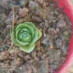 Aeonium aureum Φύλλο