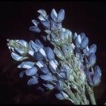 Lupinus sellulus Flower