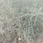 Prosopis cineraria Leaf
