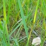 Stipa capensis Leaf